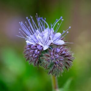  Phacelia tanacetifolia , Détail d'une fleur de Phacélie à feuilles de Tanaisie, Graines de  Phacelia tanacetifolia, Graines de Phacélie à feuilles de Tanaisie